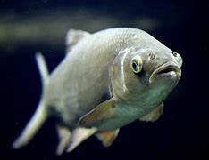 Image result for Cypriniformes