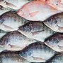 Image result for Tilapia Entera