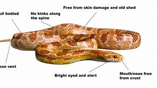 Image result for Corn Snake Arkansas