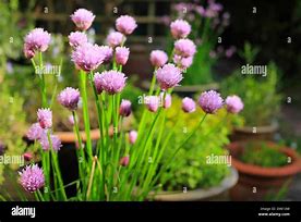 Image result for Chives in Herb Garden