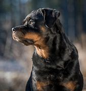 Image result for Rottweiler Growth Chart