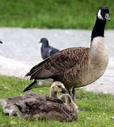 Image result for Alaska Ground Nesting Birds