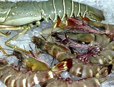 Image result for Ikan Laut Sabah