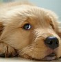 Image result for Cutest Dogs