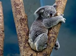 Image result for Los Koalas