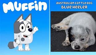 Image result for Bluey Cartoon Dog Characters