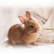 Image result for Baby Brown Rabbit