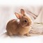 Image result for Baby Brown Rabbit