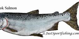 Image result for White Chinook Salmon