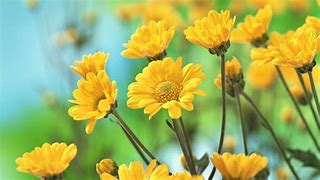 Image result for Yellow Flower Desktop Wallpaper