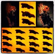 Image result for La Brea Tar Pits Clip Art