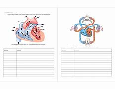 Image result for Label of the Circulatory System