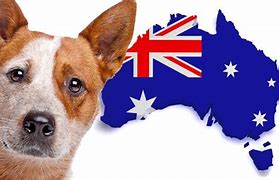 Image result for Red Dog Aus