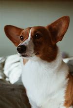 Image result for White and Tan Corgi