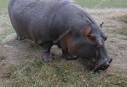 Image result for Hippopotamus Eating Grass