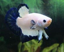 Image result for Blue Rim Betta Fish