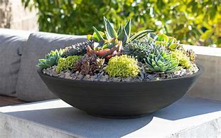 Image result for Succulent Pots