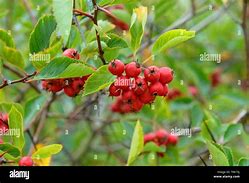 Image result for Crataegus Persimilis