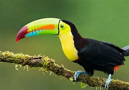 Image result for Toucan Hybrid