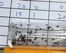 Image result for Tick Research Lab of PA Envelopes