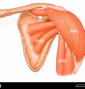 Image result for Shoulder Deltoid Anatomy