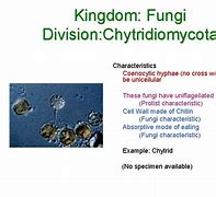 Image result for Chytridiomycota Characteristics