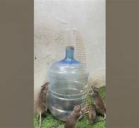 Image result for Rat Trap Bottle