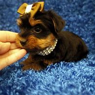 Image result for Cute Little Puppy Teacup Yorkie