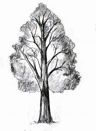 Image result for Tree Pencil Sketch