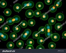 Image result for Dividing Cell and Non-Dividing Cells