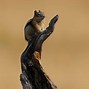 Image result for Wildlife Photography Animal Behaviour