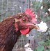 Image result for Six Hens