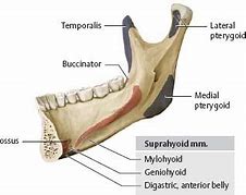 Image result for Mandible Muscle Attachment