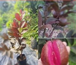 Image result for Pokok Jambu Batu