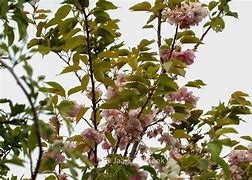 Image result for Prunus Serrulata Pink Perfection