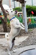 Image result for Funny Dog Standing