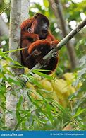 Image result for Rainforest Howler Monkeys