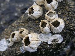 Image result for Eating Barnacles