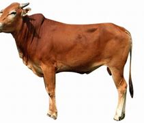 Image result for PNG Iga Sapi