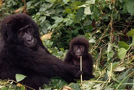 Image result for Congo Gorilla