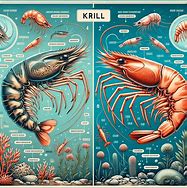 Image result for Krill Shrimp