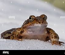 Image result for Brown Frog Britain