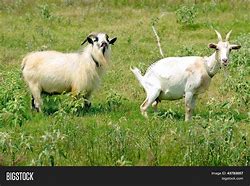 Image result for Male and Female Goat