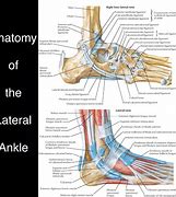 Image result for Lateral Malleolus Ligaments