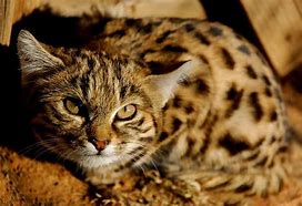 Image result for Black-footed Cat