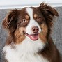 Image result for Aussie Shep