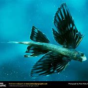 Image result for Flying Zebra Fish