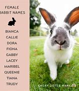 Image result for Rabbit