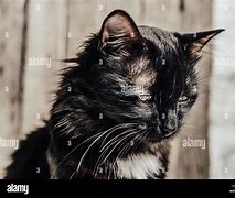 Image result for Black Scaredy Cat