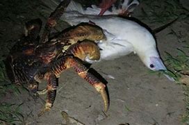 Image result for Blue Coconut Crab